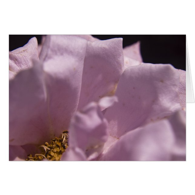 Lavendel Rose Petals Card (Vorderseite (Horizontal))