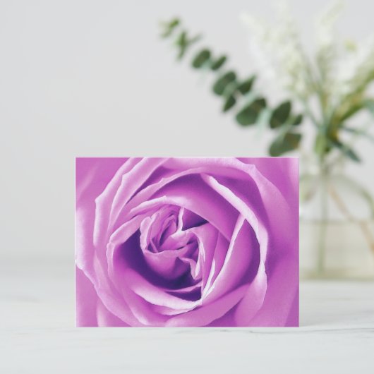 Lavendel-Rose Postkarte (Stehend Vorderseite)