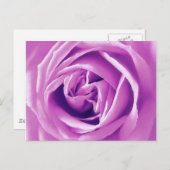 Lavendel-Rose Postkarte (Vorne/Hinten)