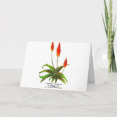 Lavendel-Rose und Echeverias-Karte Karte (Rückseite)