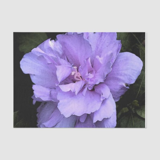Lavendel-Rose von Sharon Seidenpapier (Vorderseite)