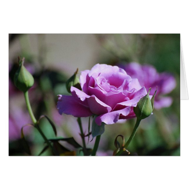 Lavendel-Rosen-Karte (Vorderseite (Horizontal))