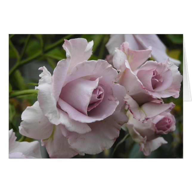 Lavendel-Rosen-Karte (Vorderseite (Horizontal))