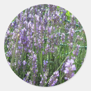 Lavendel Runder Aufkleber