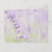 Lavendel ・ Save the Date Postkarte (Rückseite)