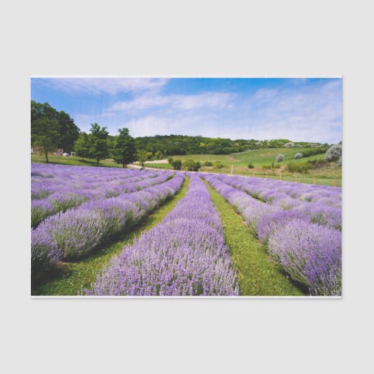 Lavendel Seidenpapier (Vorderseite)