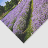 Lavendel Seidenpapier (Ausschnitt)