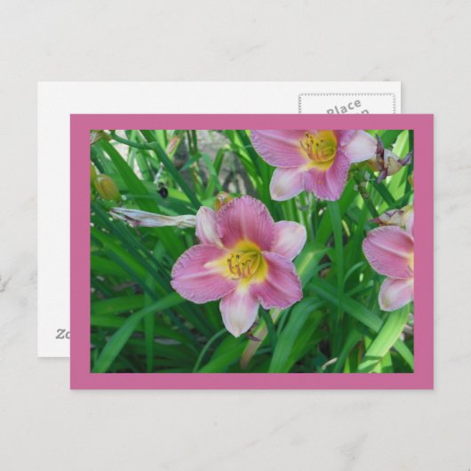 Lavendel-Taglilien Postkarte (Vorne/Hinten)