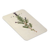 Lavendel, Teller 241 von "A Curious Herbal" Magnet (Rechte Seite)