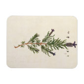 Lavendel, Teller 241 von "A Curious Herbal" Magnet (Horizontal)
