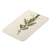 Lavendel, Teller 241 von "A Curious Herbal" Magnet (Linke Seite)