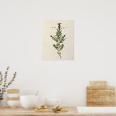 Lavendel, Teller 241 von "A Curious Herbal" Poster (Küche)