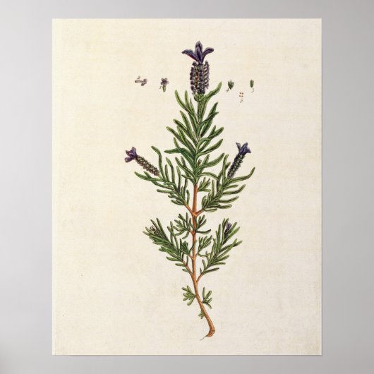 Lavendel, Teller 241 von "A Curious Herbal" Poster (Vorne)