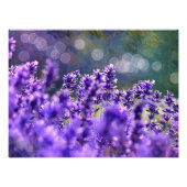Lavendel-Träume Fotodruck (Vorne)