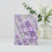 Lavendel träumt. postkarte (Stehend Vorderseite)