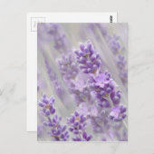 Lavendel träumt. postkarte (Vorne/Hinten)