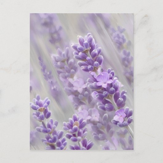 Lavendel träumt. postkarte (Vorderseite)