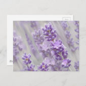 Lavendel träumt. postkarte (Vorne/Hinten)