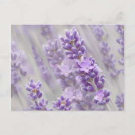 Lavendel träumt. postkarte