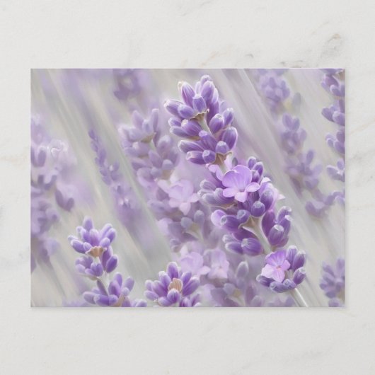 Lavendel träumt. postkarte (Vorderseite)