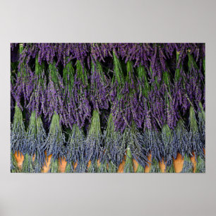 Lavendel-Trocknungsregal Poster
