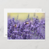 Lavendel und Bienen Postkarte (Vorne/Hinten)