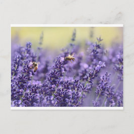 Lavendel und Bienen Postkarte