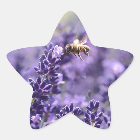 Lavendel und Bienen Stern-Aufkleber (Vorderseite)