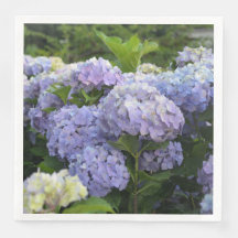 Lavendel- und Flieder-Hortensie-Hydrangeen-Blüten
