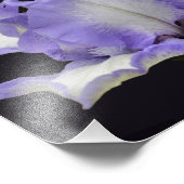 Lavendel- und Weißbärentechnik Iris-Blume 8x10 Fotodruck (Ecke)