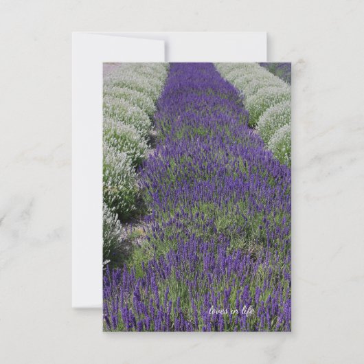 Lavendel und Weiße Reihen Mitteilungskarte (Vorderseite)
