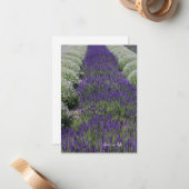 Lavendel und Weiße Reihen Mitteilungskarte (Vorderseite/Rückseite Beispiel)
