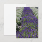 Lavendel und Weiße Reihen Mitteilungskarte (Vorne/Hinten)