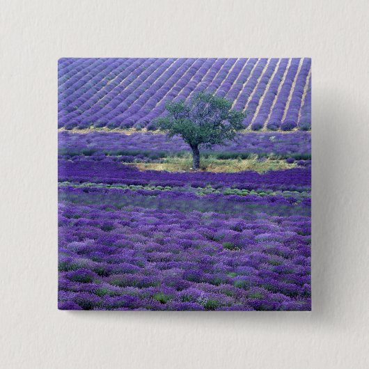 Lavendel, Vence, Provence, Frankreich Button (Vorderseite)