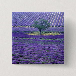 Lavendel, Vence, Provence, Frankreich Button