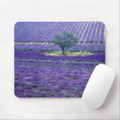 Lavendel, Vence, Provence, Frankreich Mousepad (Mit Mouse)