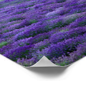 Lavendel, Vence, Provence, Frankreich Poster (Ecke)