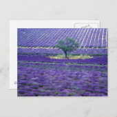 Lavendel, Vence, Provence, Frankreich Postkarte (Vorne/Hinten)