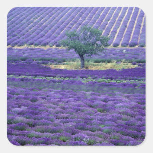 Lavendel, Vence, Provence, Frankreich Quadratischer Aufkleber