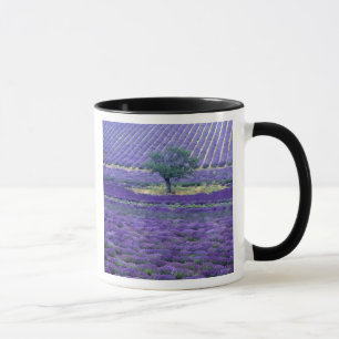 Lavendel, Vence, Provence, Frankreich Tasse