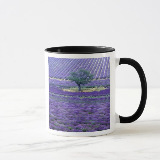 Lavendel, Vence, Provence, Frankreich Tasse (Rechts)