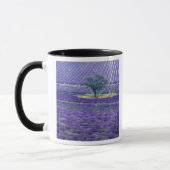 Lavendel, Vence, Provence, Frankreich Tasse (Links)