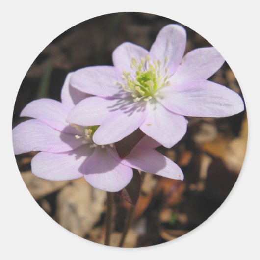 Lavendel-Wildblume-Aufkleber Runder Aufkleber (Vorderseite)