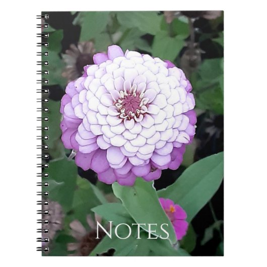 Lavendel-Zinnien-Notizbuch Notizblock (Vorderseite)
