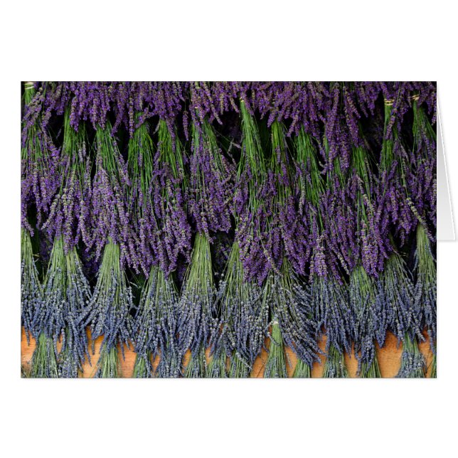 Lavendel zum Trocknen (Vorderseite (Horizontal))