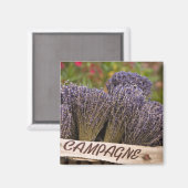 Lavendelbänder, Vence, Provence, Magnet (Vorderseite/Rückseite)