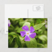 Lavendelblau Postkarte (Vorne/Hinten)