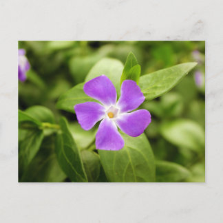 Lavendelblau Postkarte
