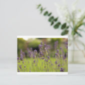 Lavendelblau Postkarte (Stehend Vorderseite)