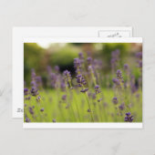 Lavendelblau Postkarte (Vorne/Hinten)